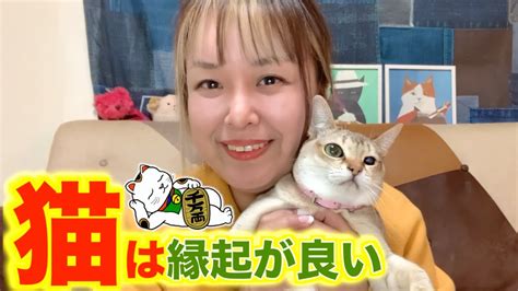 猫が横切る ジンクス|こんな猫は縁起がいい？幸運を呼ぶ猫の特徴について